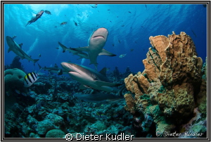 Stone Coral with Sharks by Dieter Kudler 